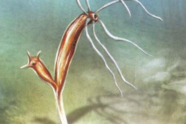 Ссылка на кракен тг