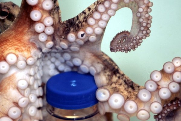 Проверенная ссылка кракен