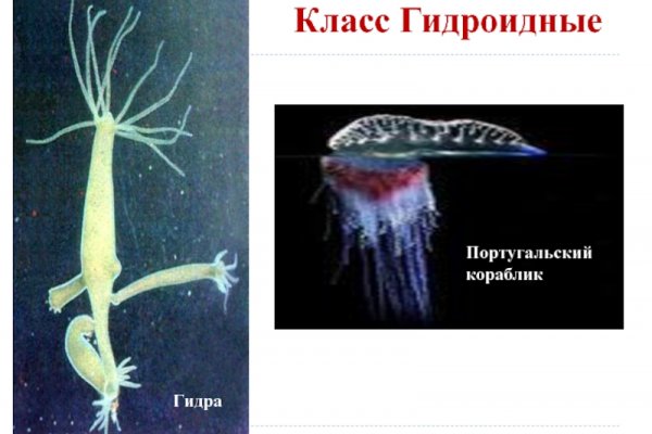 Kraken 22at
